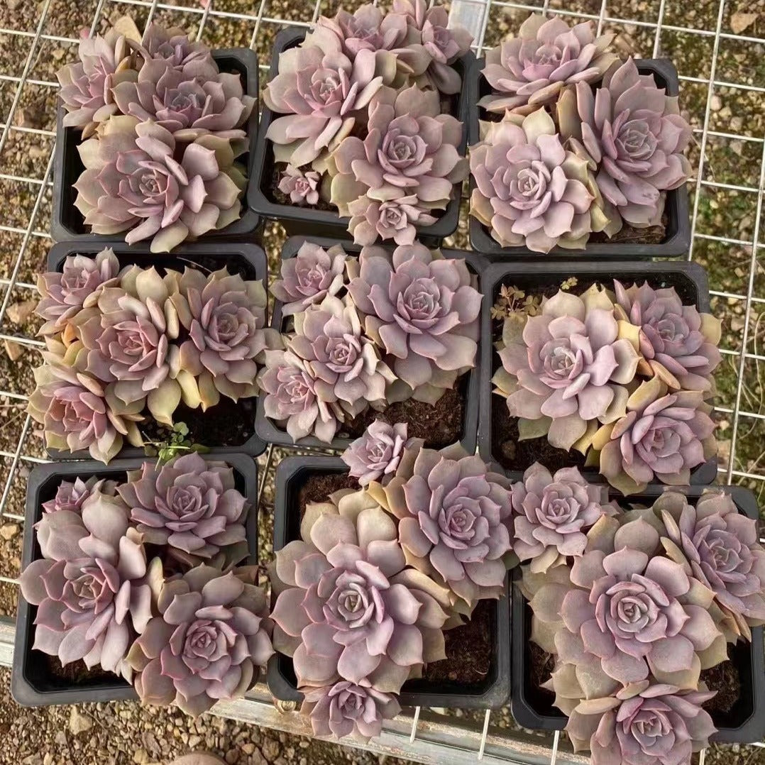 Echeveria Ziji Cluster - Senyang Horticulture