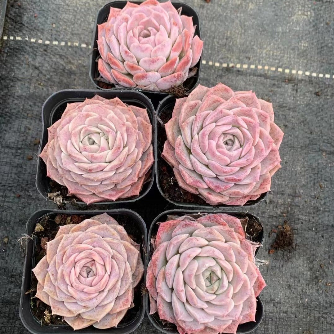 Echeveria 'Amazing Grace'-Senyang Horticulture