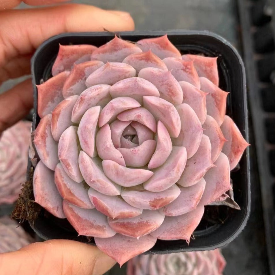 Echeveria 'Amazing Grace'-Senyang Horticulture