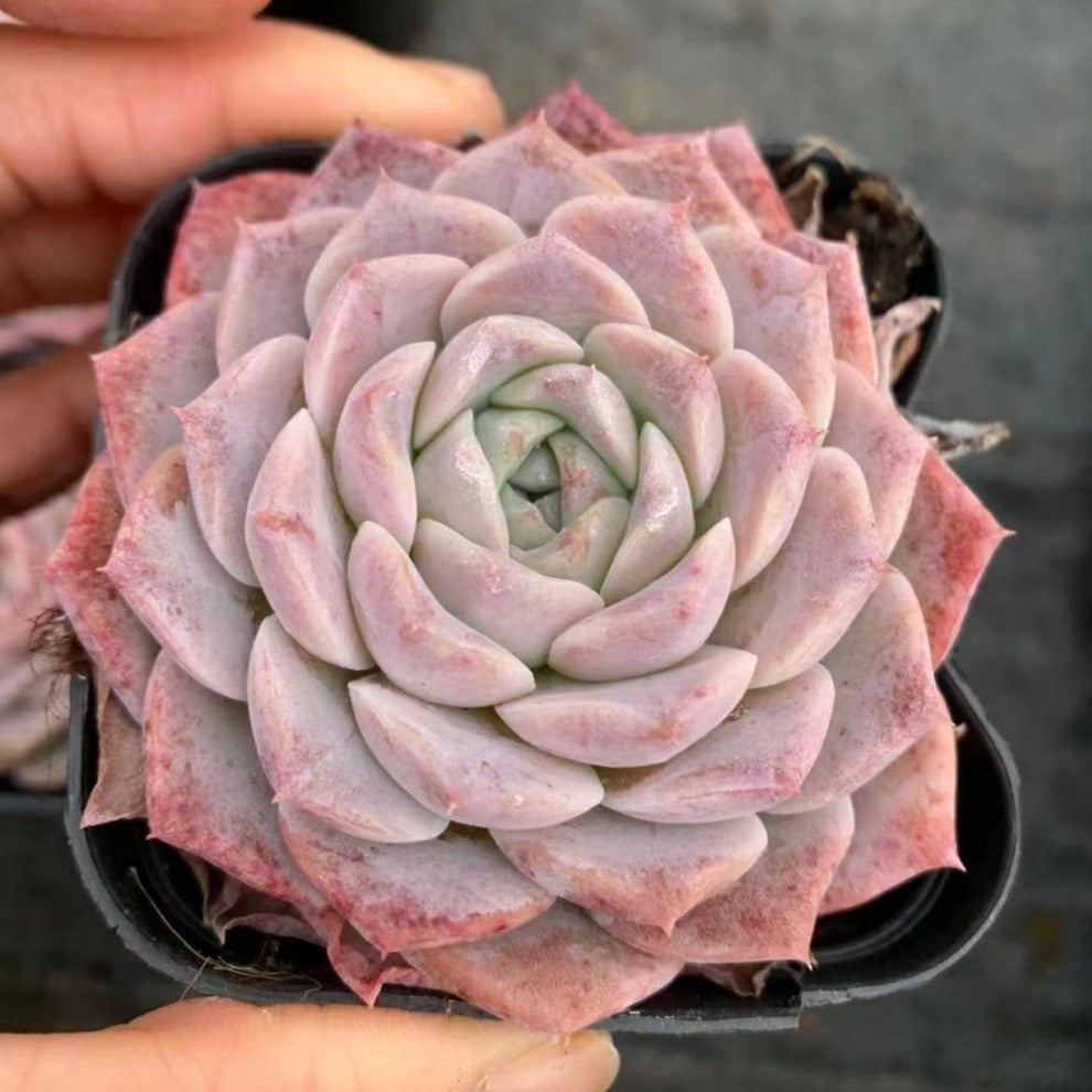 Echeveria 'Amazing Grace'-Senyang Horticulture