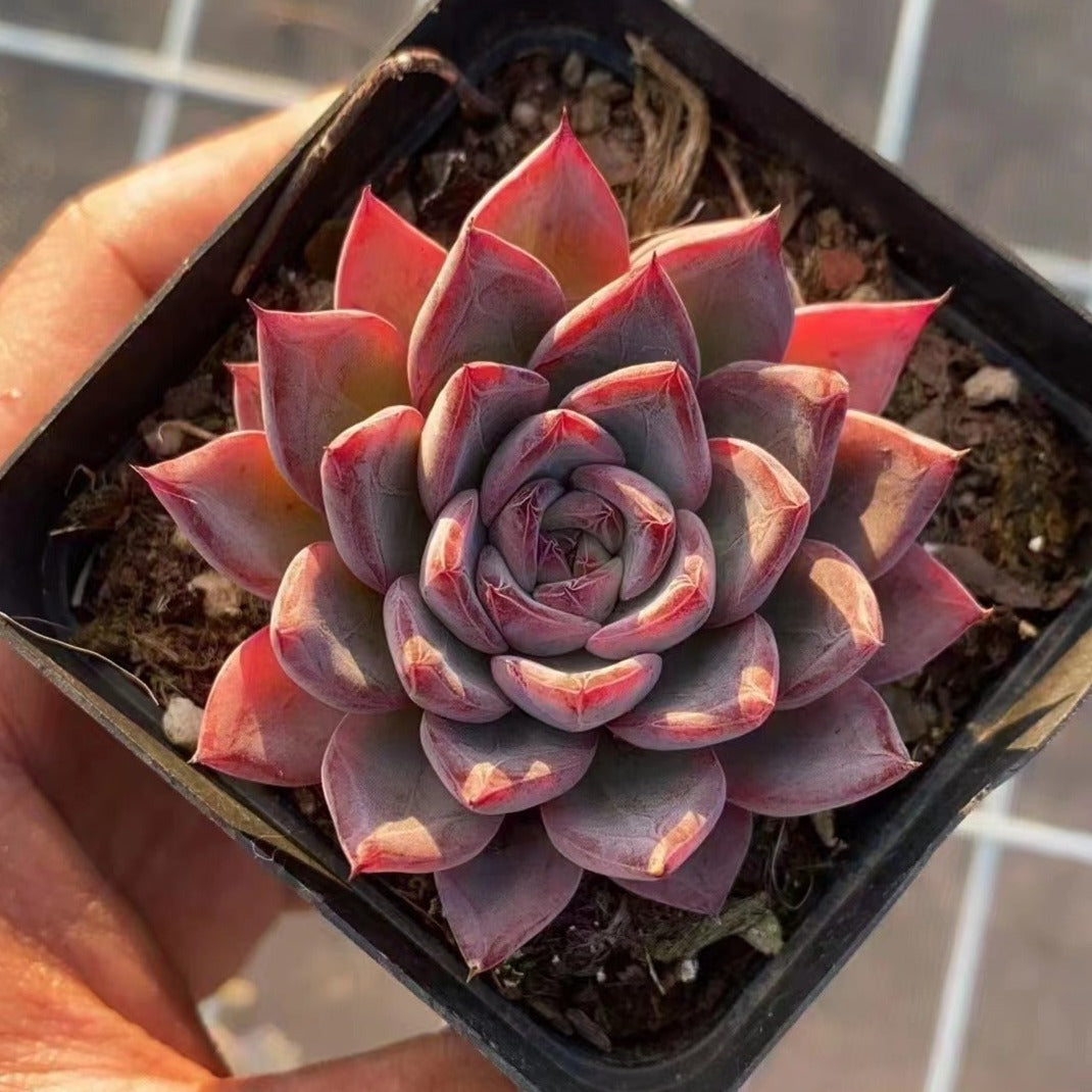 Echeveria 'Aranjuez'-Senyang Horticulture