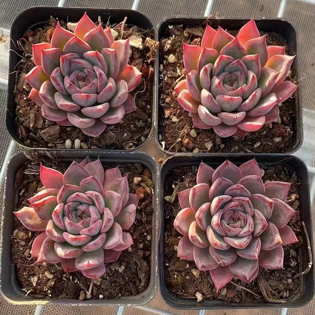 Echeveria 'Aranjuez'-Senyang Horticulture