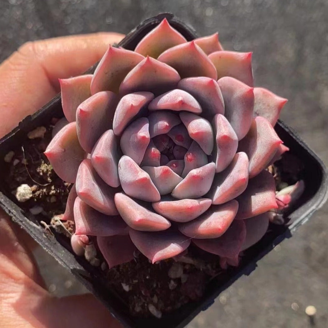 Echeveria 'Frost Flower' - Senyang Horticulture