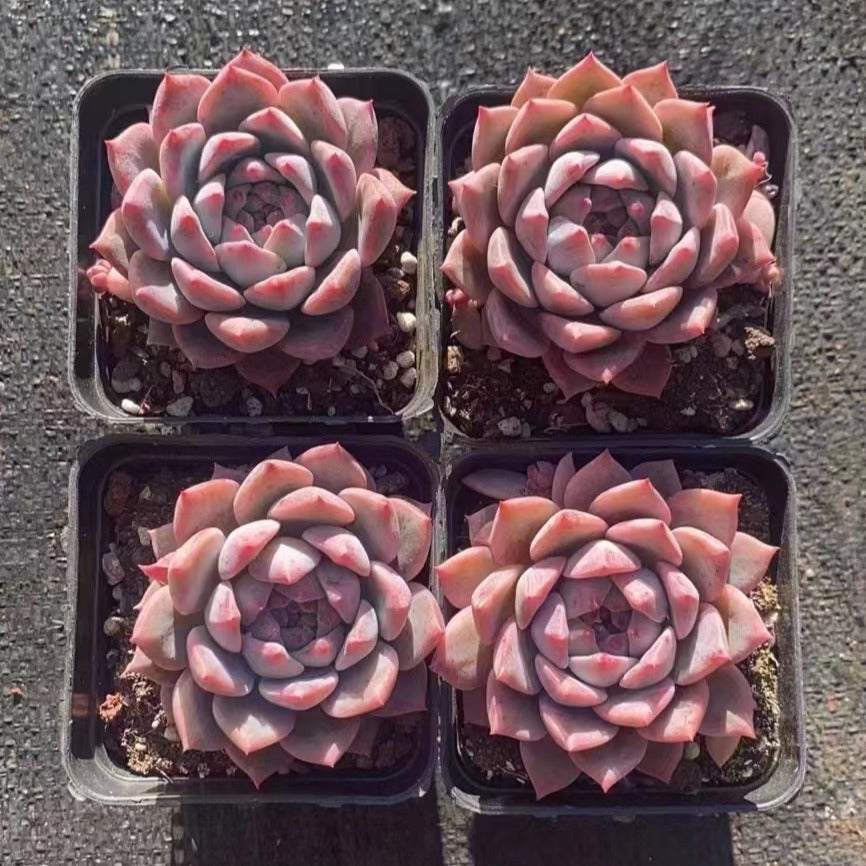 Echeveria 'Frost Flower' - Senyang Horticulture