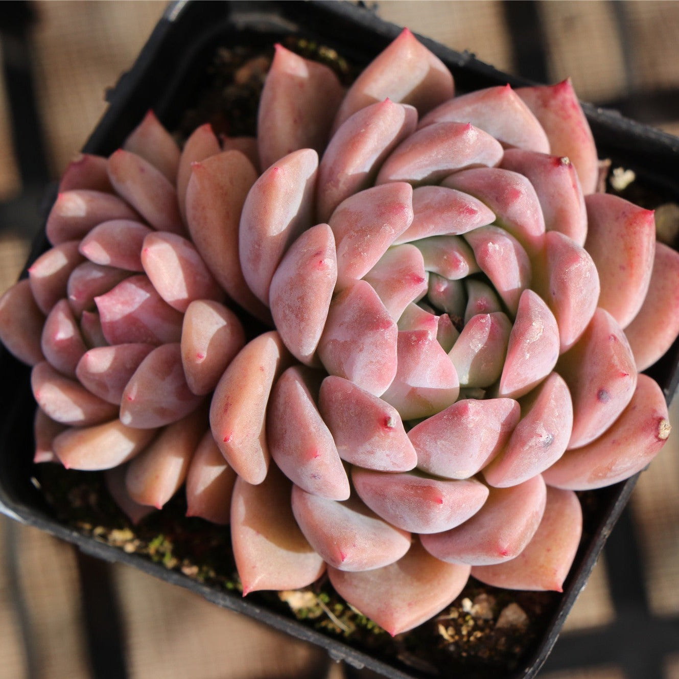 Echeveria Frost Flower 2 heads-Senyang Horticulture