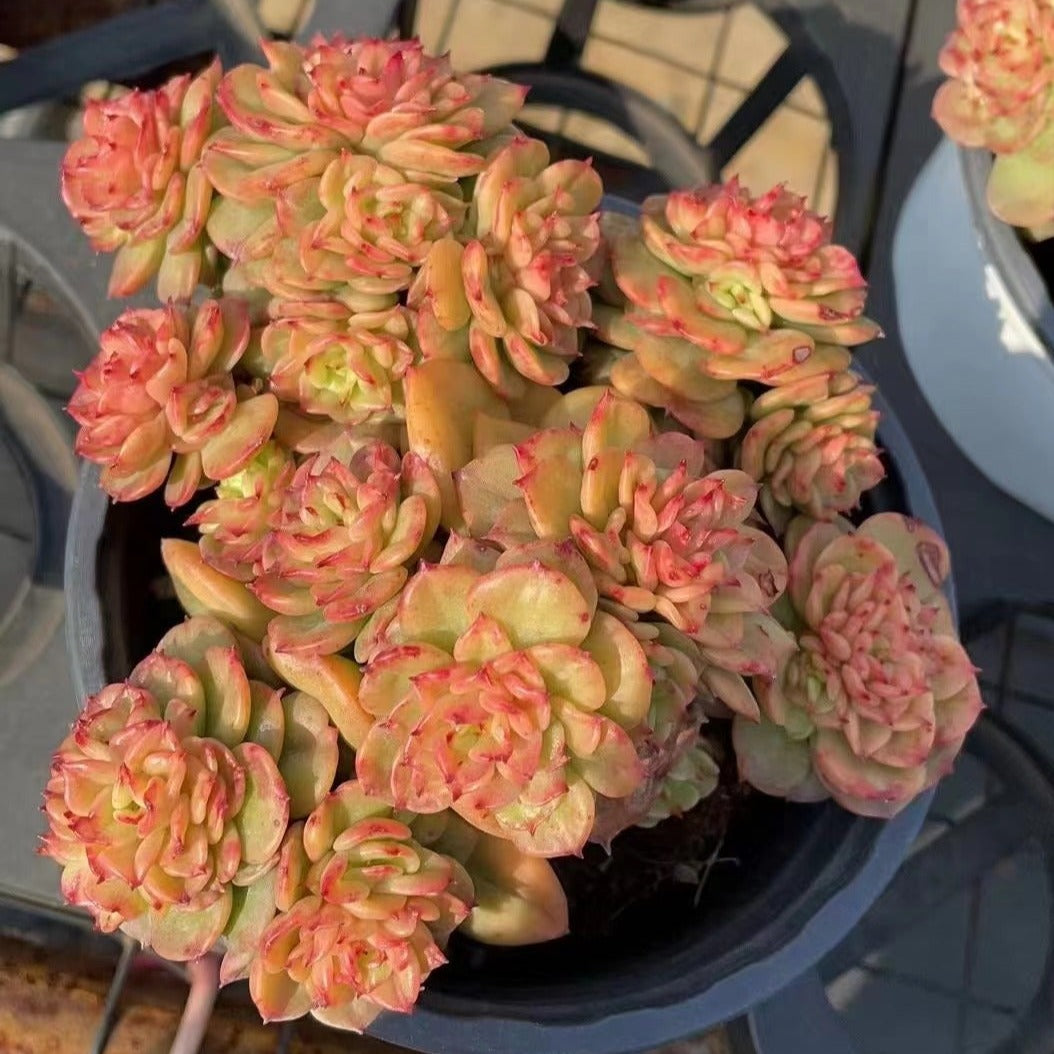echeveria rolly cluster succulent plant Echeveria 'Golden Rolly'