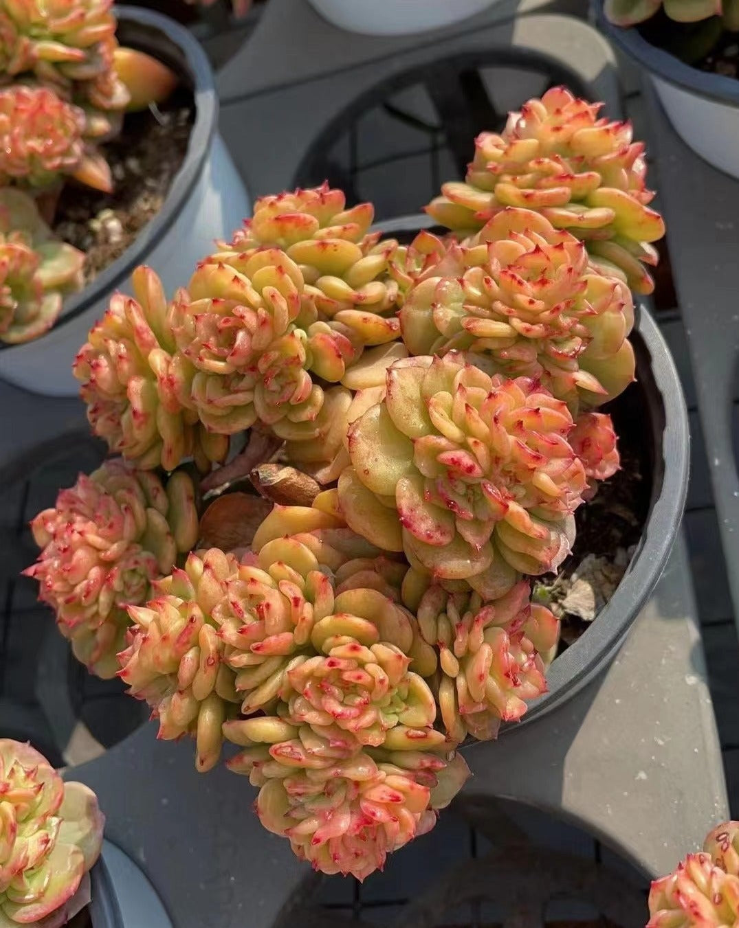 Echeveria 'Golden Rolly'