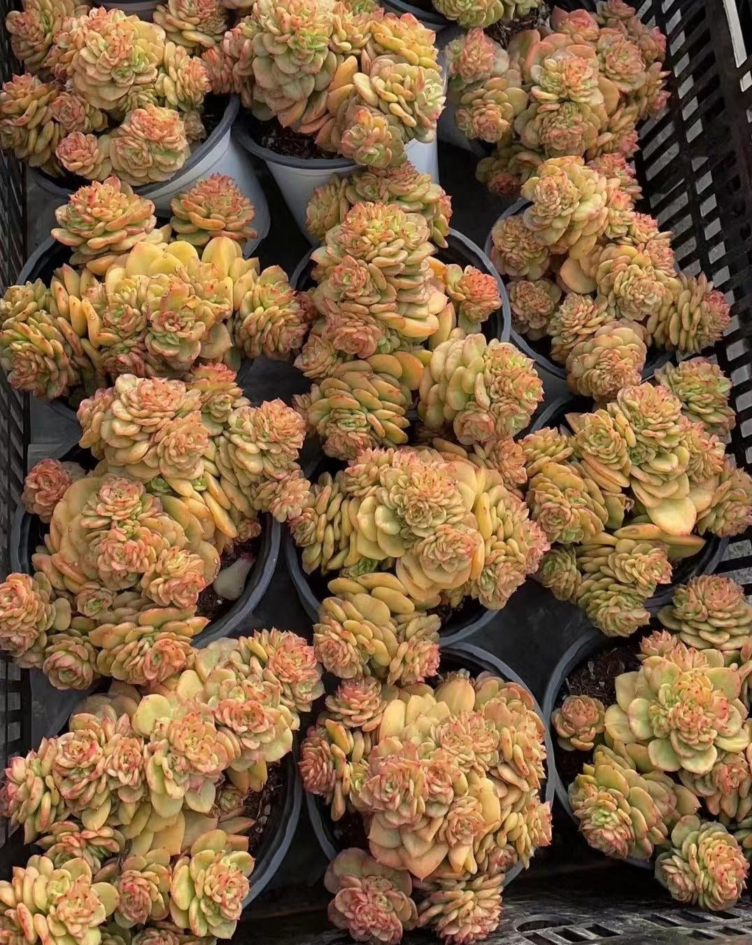 Echeveria 'Golden Rolly'