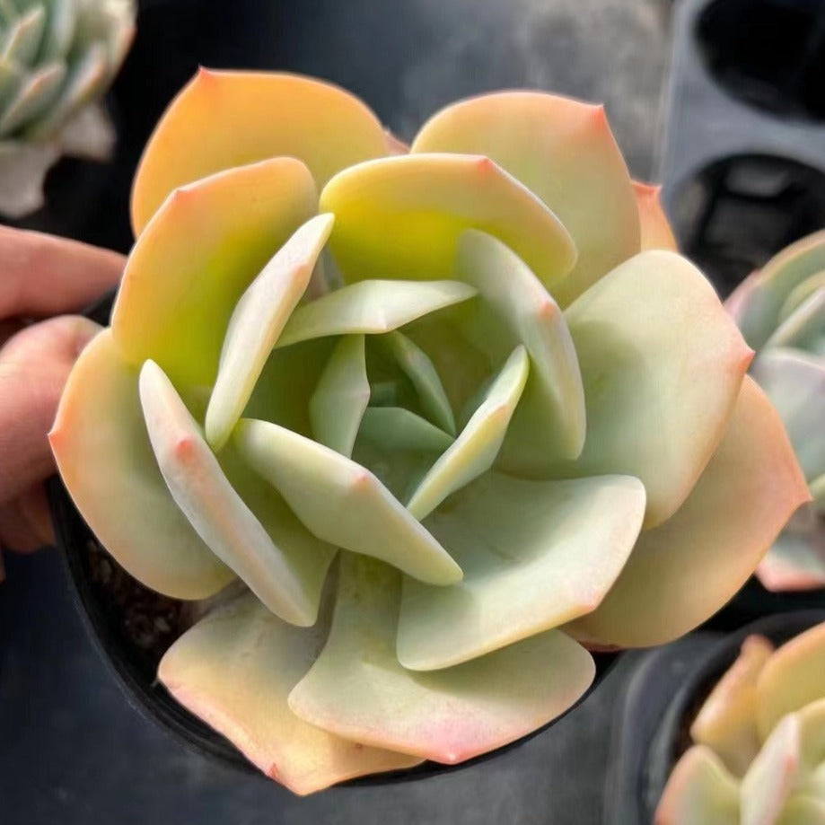 Echeveria 'Hakuhou‘-Senyang Horticulture