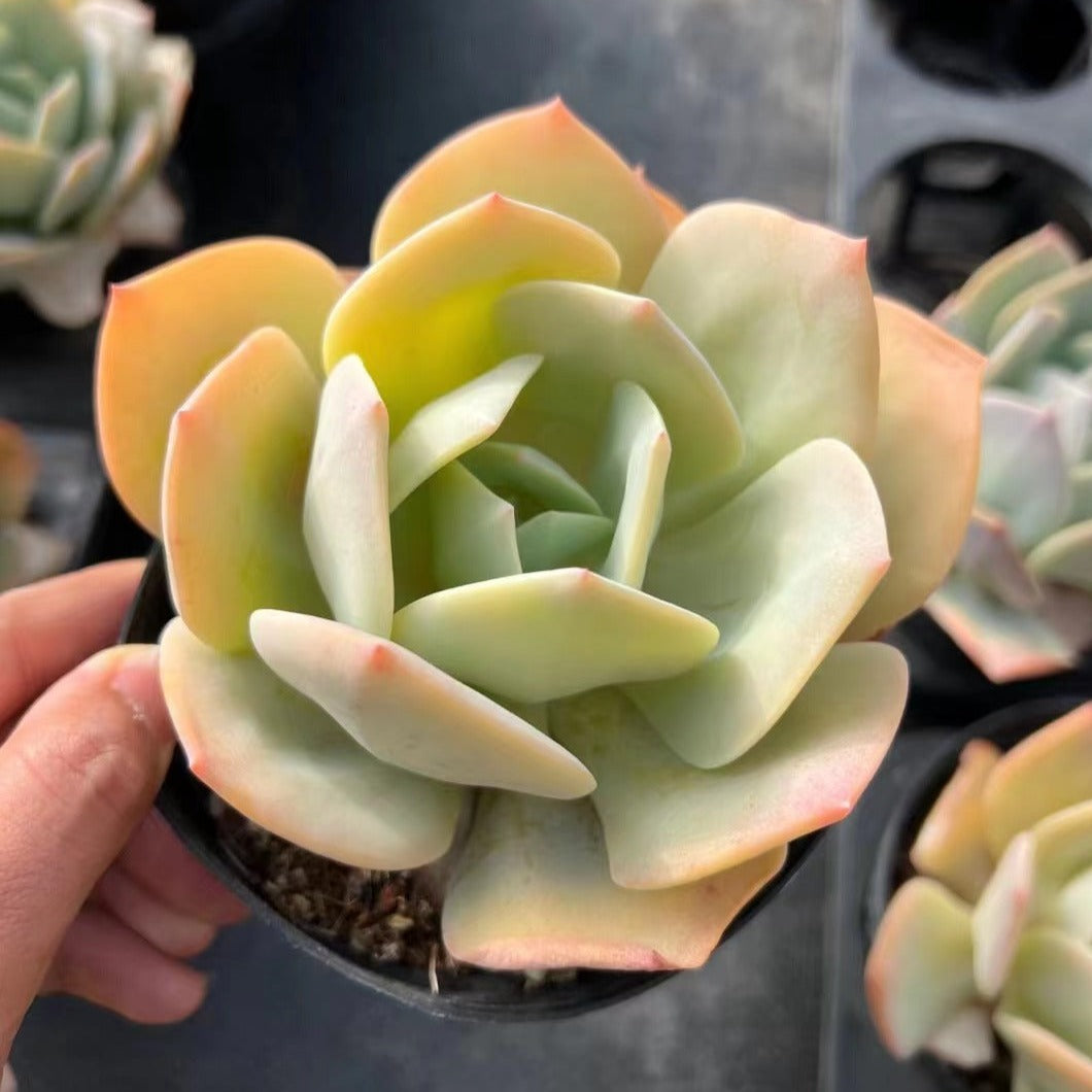 Echeveria 'Hakuhou‘-Senyang Horticulture