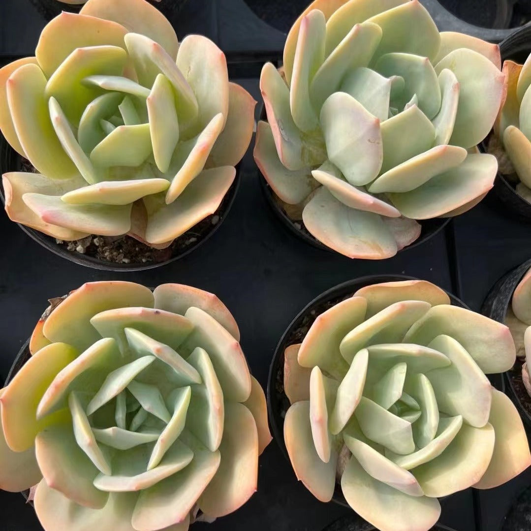 Echeveria 'Hakuhou‘-Senyang Horticulture