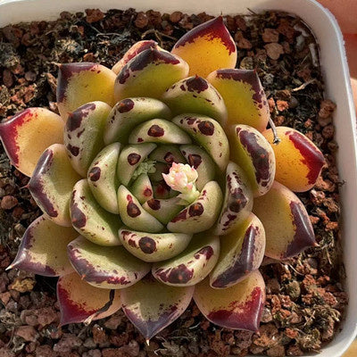 succulent halloween Echeveria Halloween 5.5cm – Senyang Horticulture