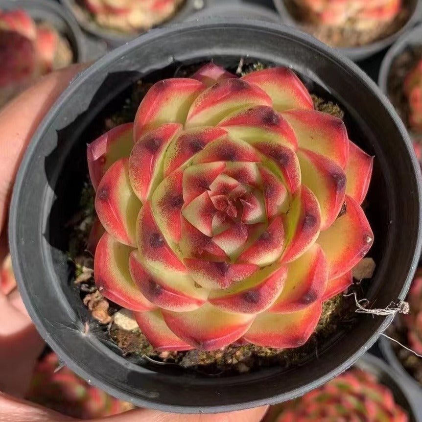 moon rock succulent Echeveria 'Moon Stone' 9cm – Senyang Horticulture