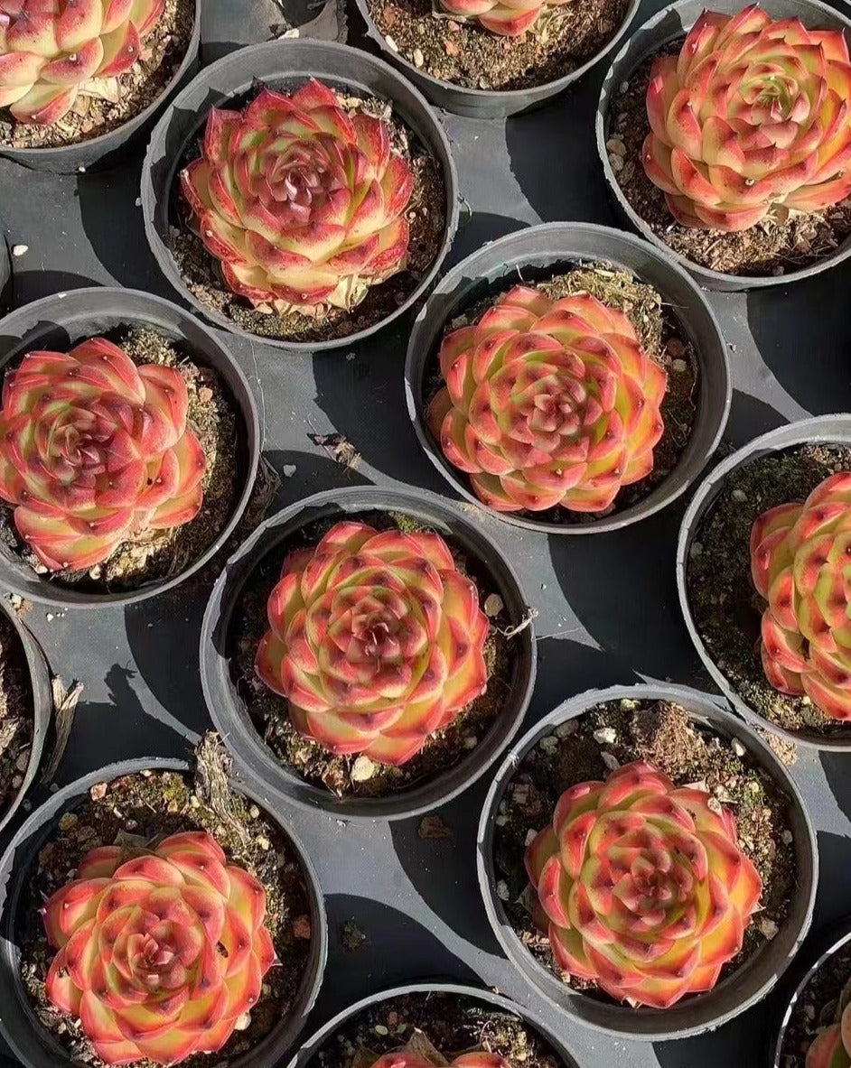 Echeveria 'Moon Stone' 9cm