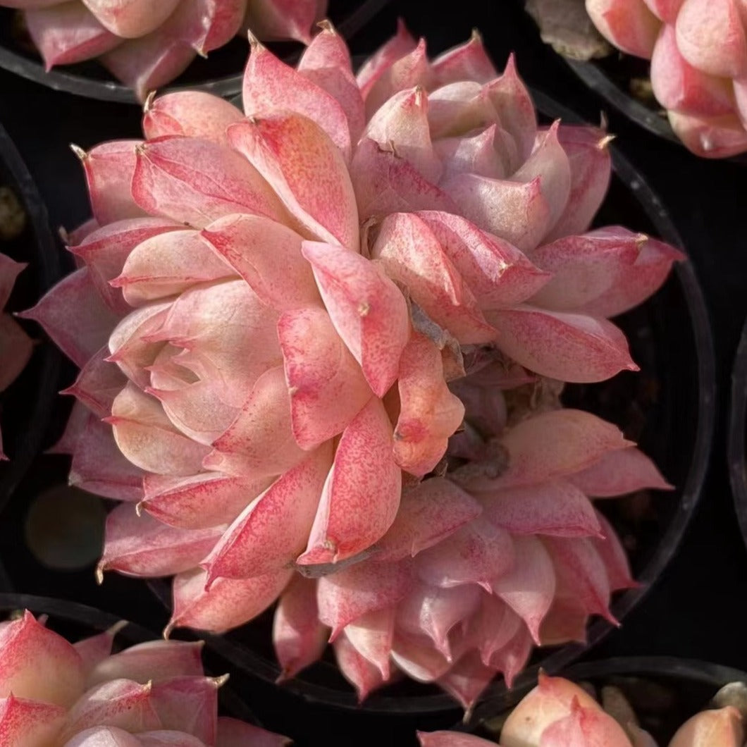 succulent peach Echeveria 'Peach Queen' Cluster