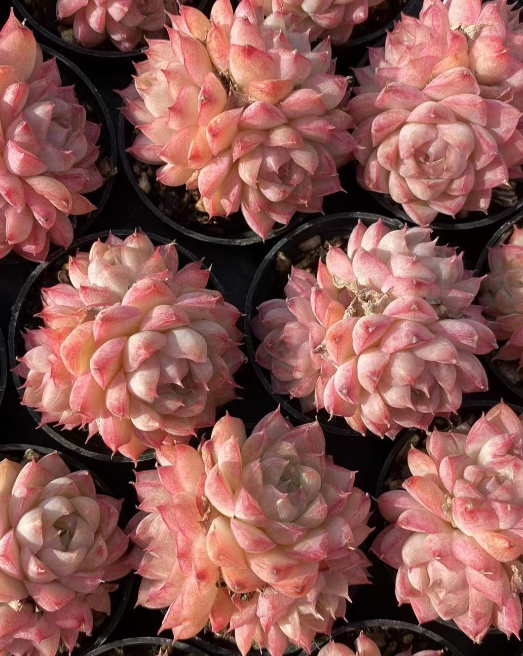 Echeveria 'Peach Queen' Cluster - Senyang Horticulture