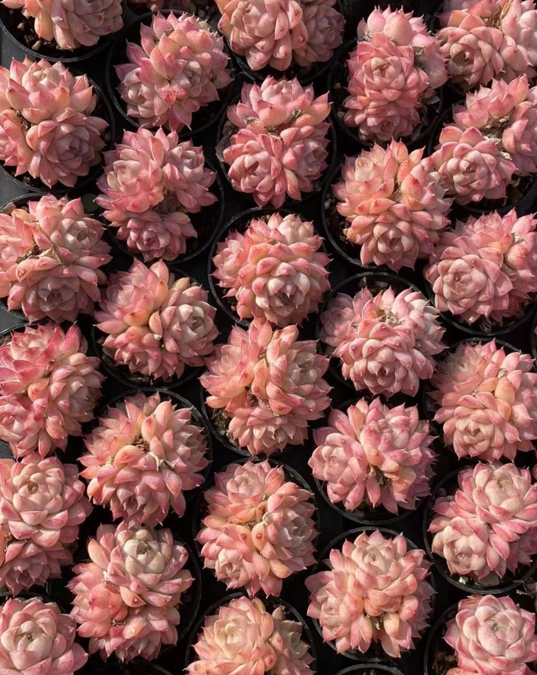 Echeveria 'Peach Queen' Cluster - Senyang Horticulture