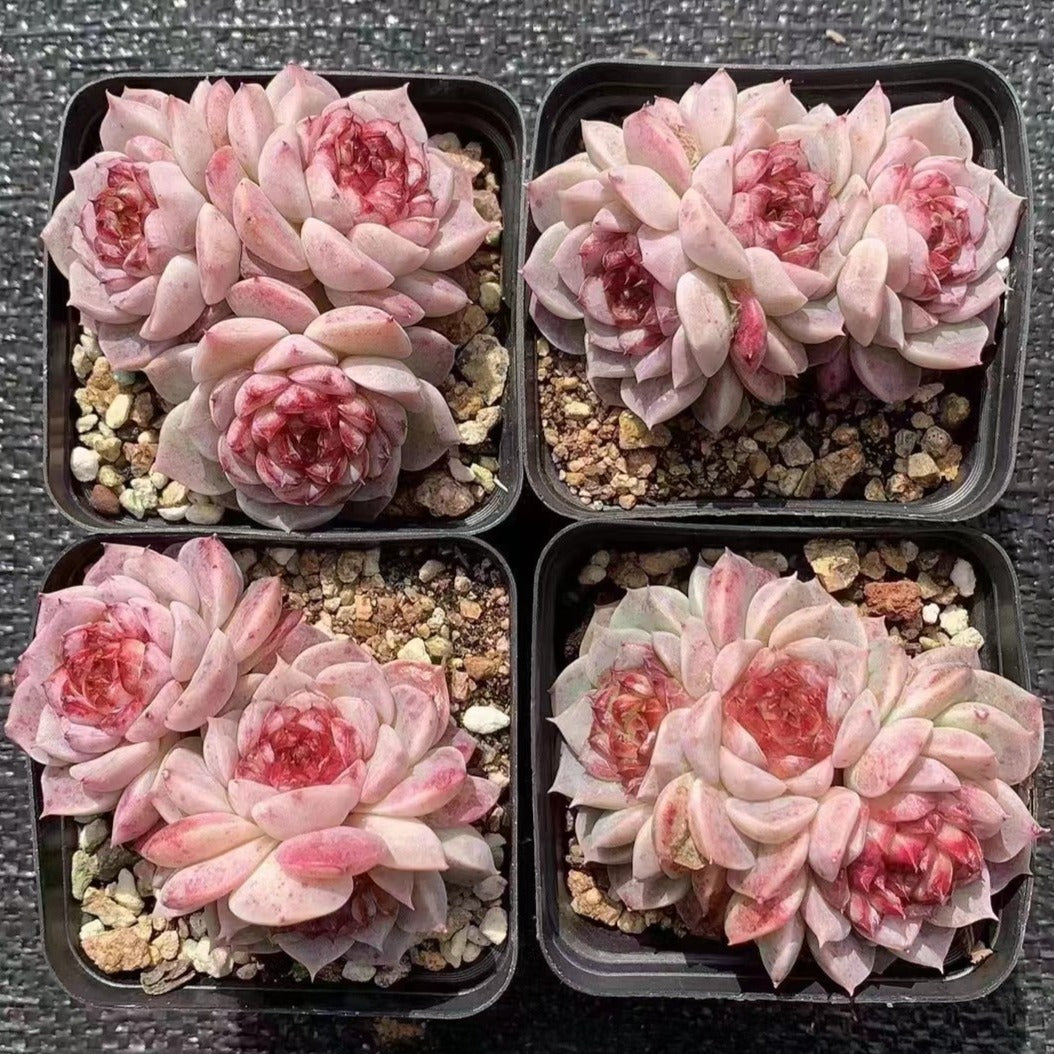 Echeveria 'Red Velvet' 7cm