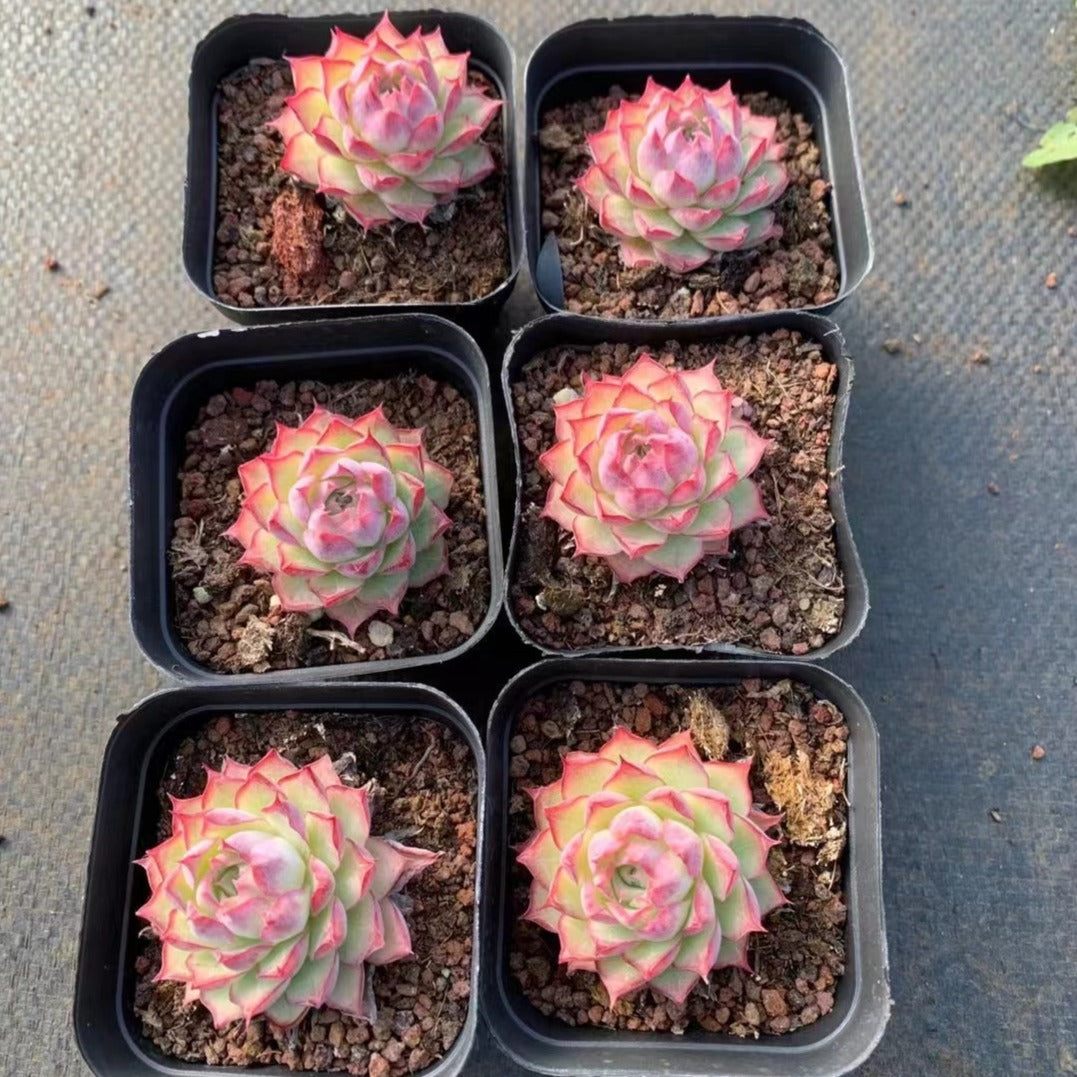 Echeveria 'Rose Queen' 7cm