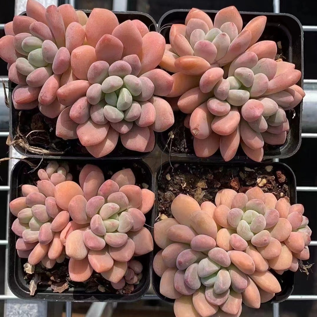 Echeveria 'Xylitol' cluster 7cm