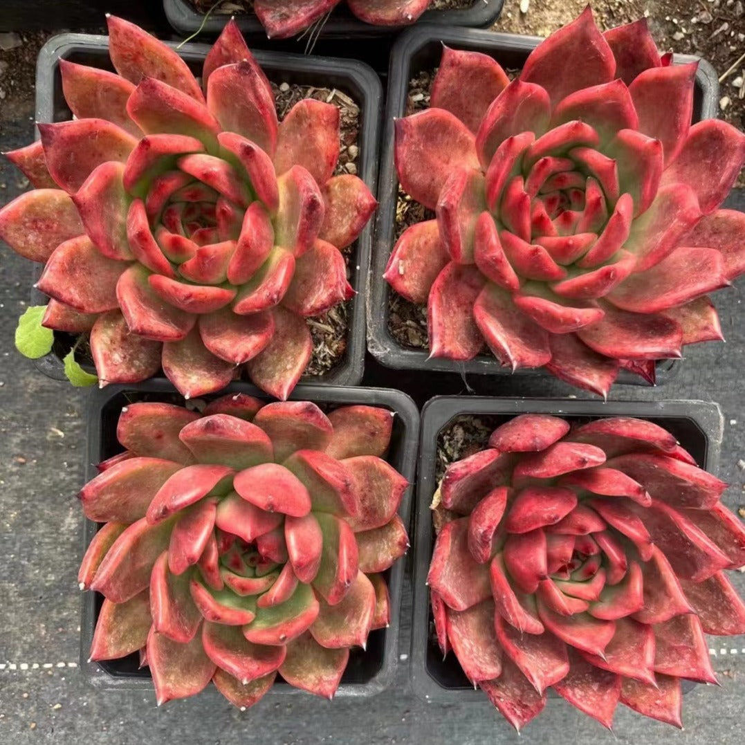 Echeveria agavoides 'Super Frank Reinel' 10cm