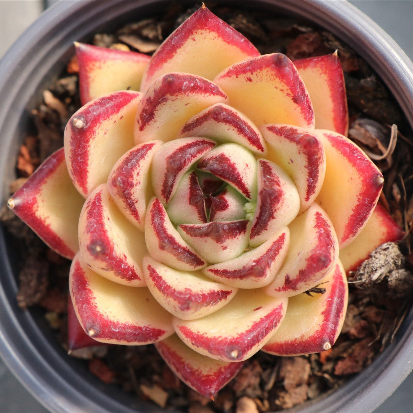 Echeveria agavoides Yellow Ebony-Senyang Horticulture