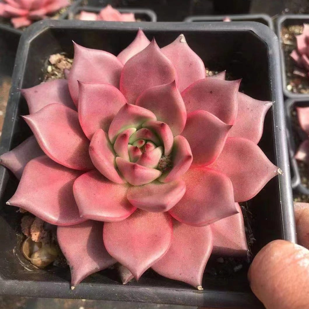 blood rose succulent Echeveria agavoides 'Blood Romeo' 7cm – Senyang Horticulture