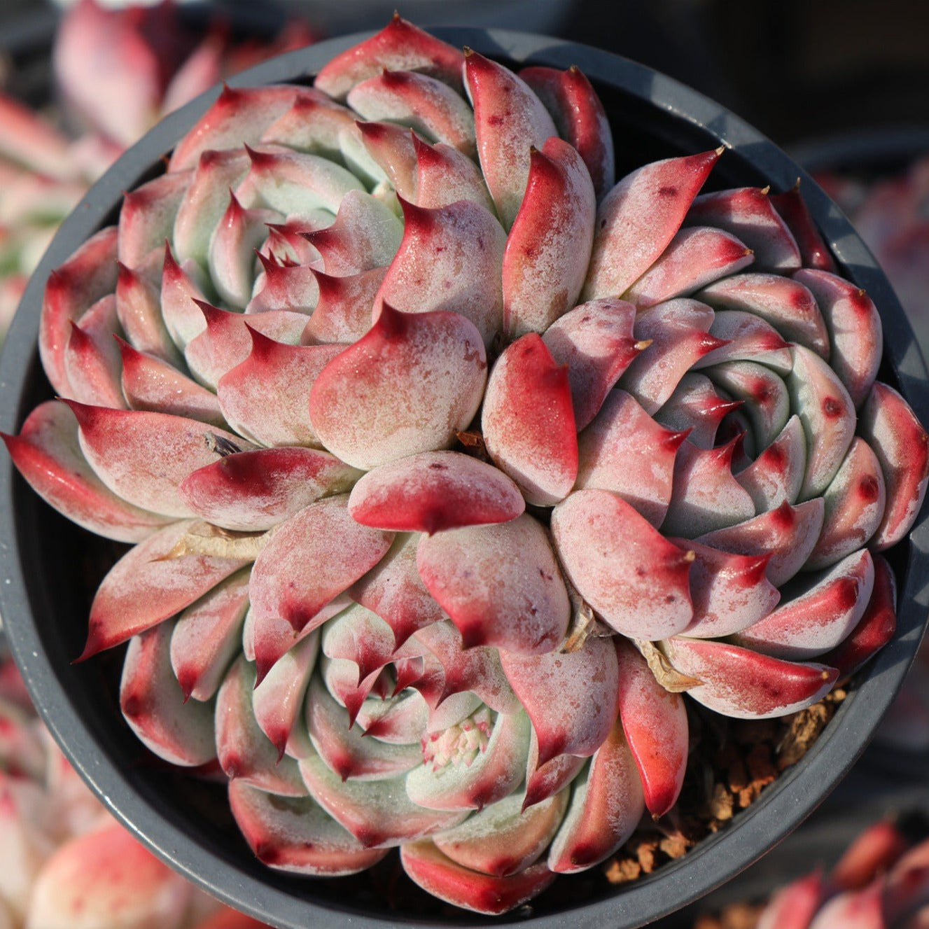 echeveria colorata succulent Echeveria Colorata f. Tapalpa Cluster 10cm