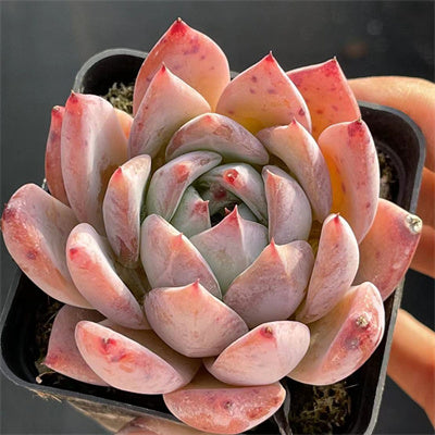 Echeveria Colorata fa. Brandtii-Senyang Horticulture