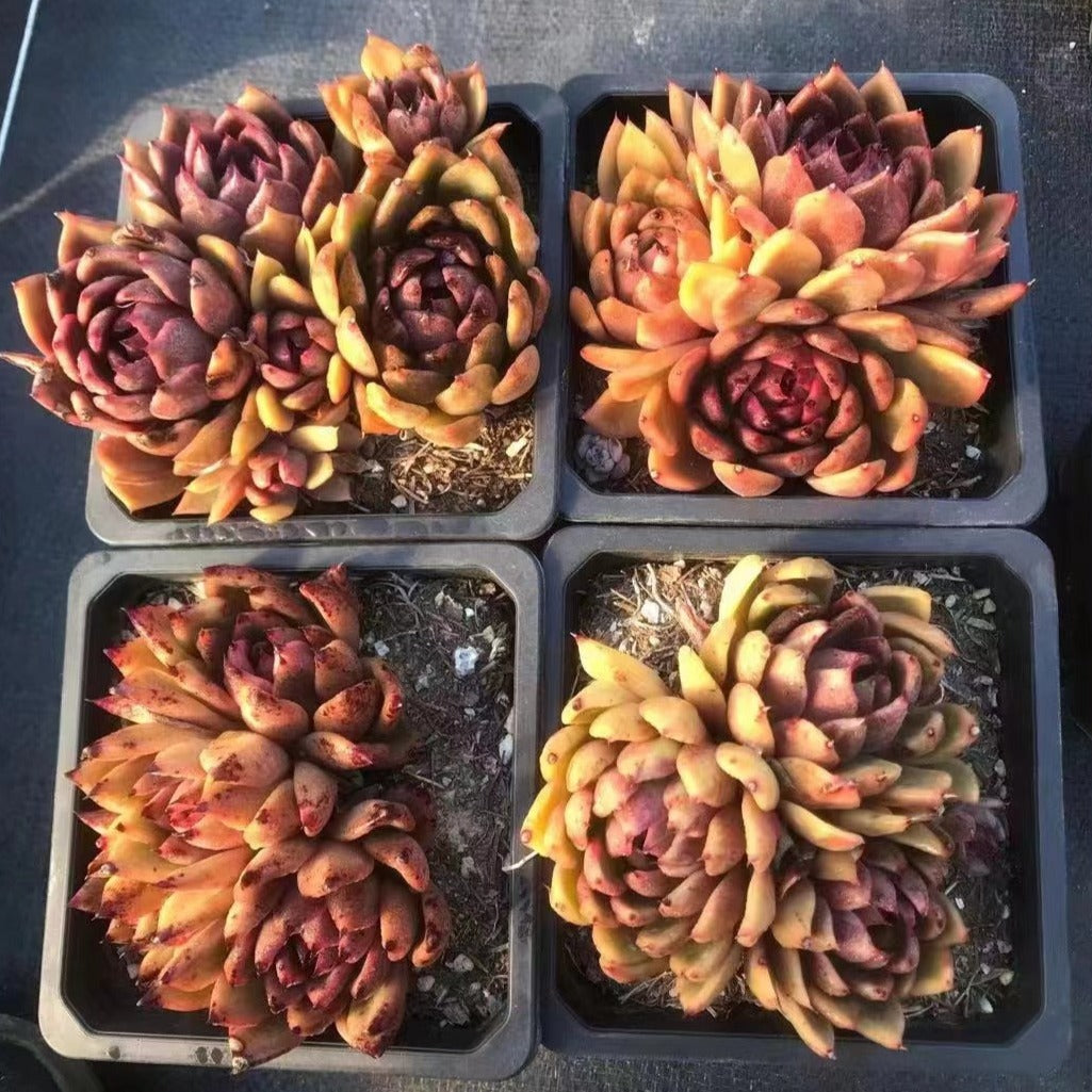 Echeveria elegans 'potosina Crystal(Rose)' 10cm