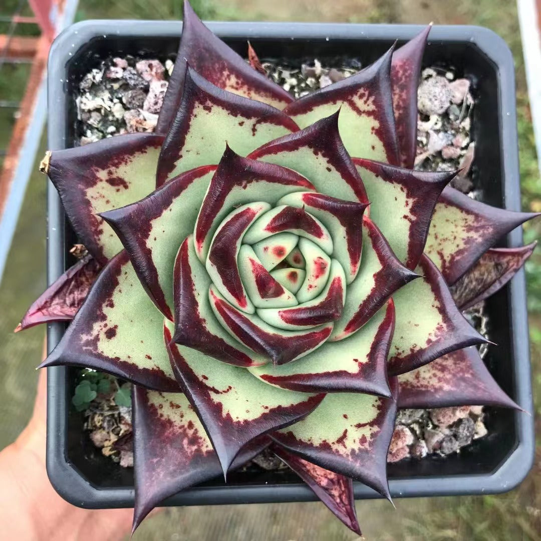 Echeveri agavoides 'Ebony' 14cm