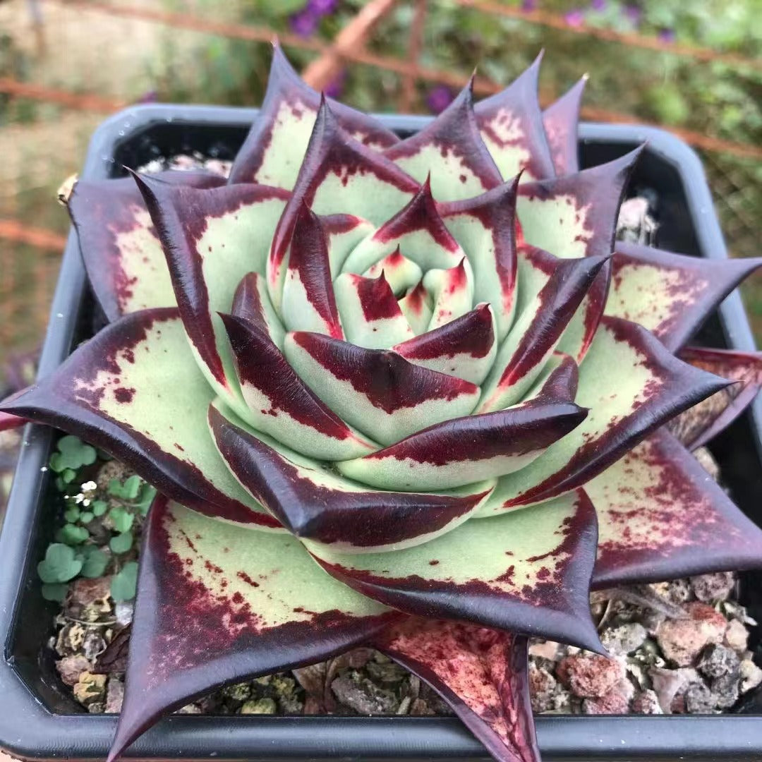 Echeveri agavoides 'Ebony' 14cm