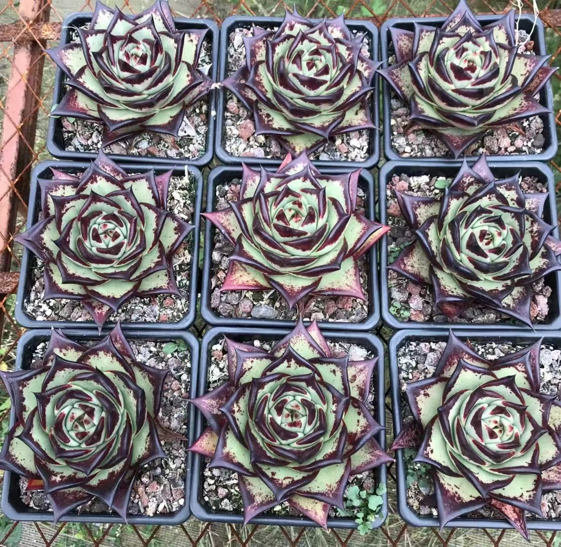 Echeveri agavoides 'Ebony' 14cm