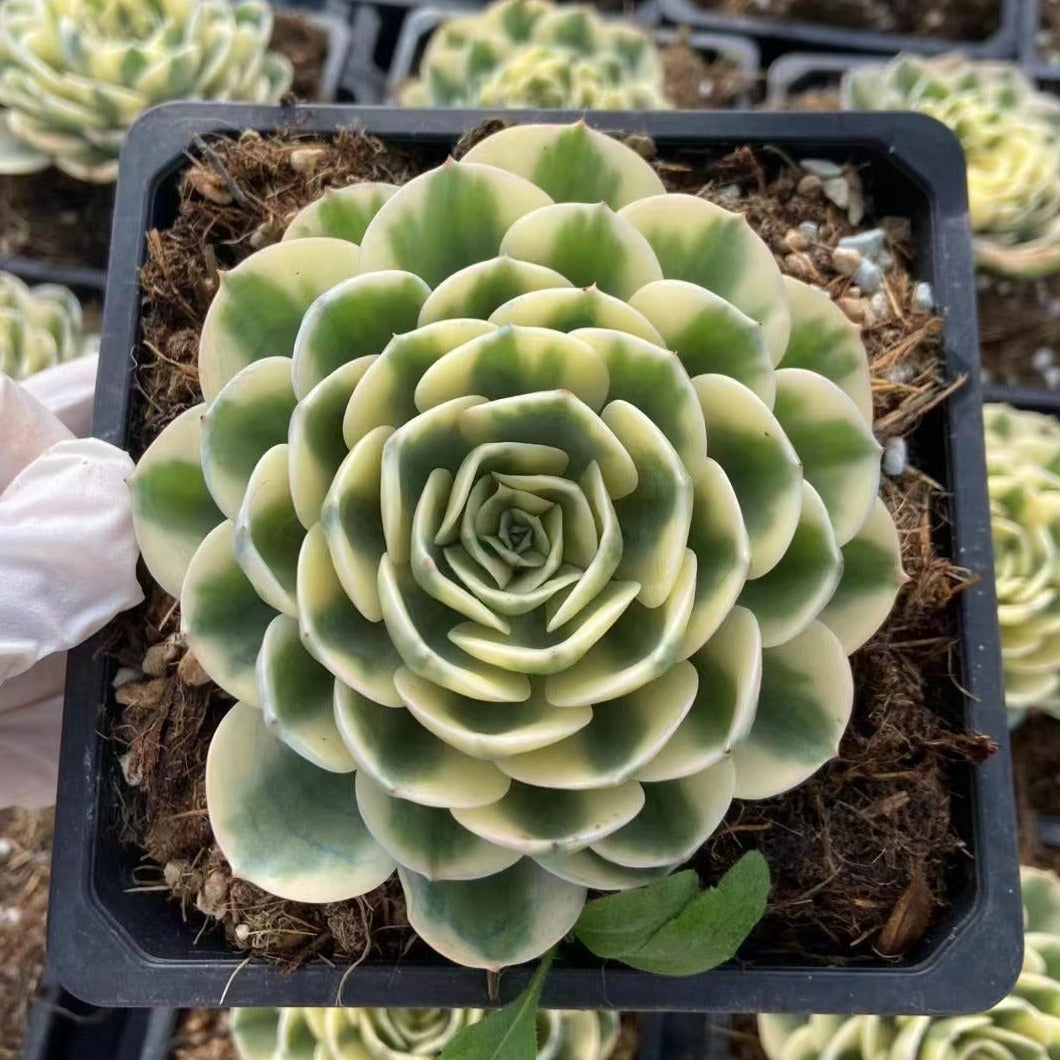 lenore dean succulent Echeveria Lenore Dean 12cm