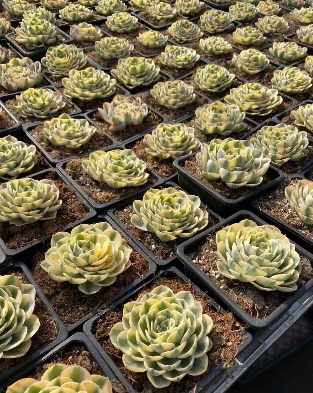 Echeveria Lenore Dean - Senyang Horticulture