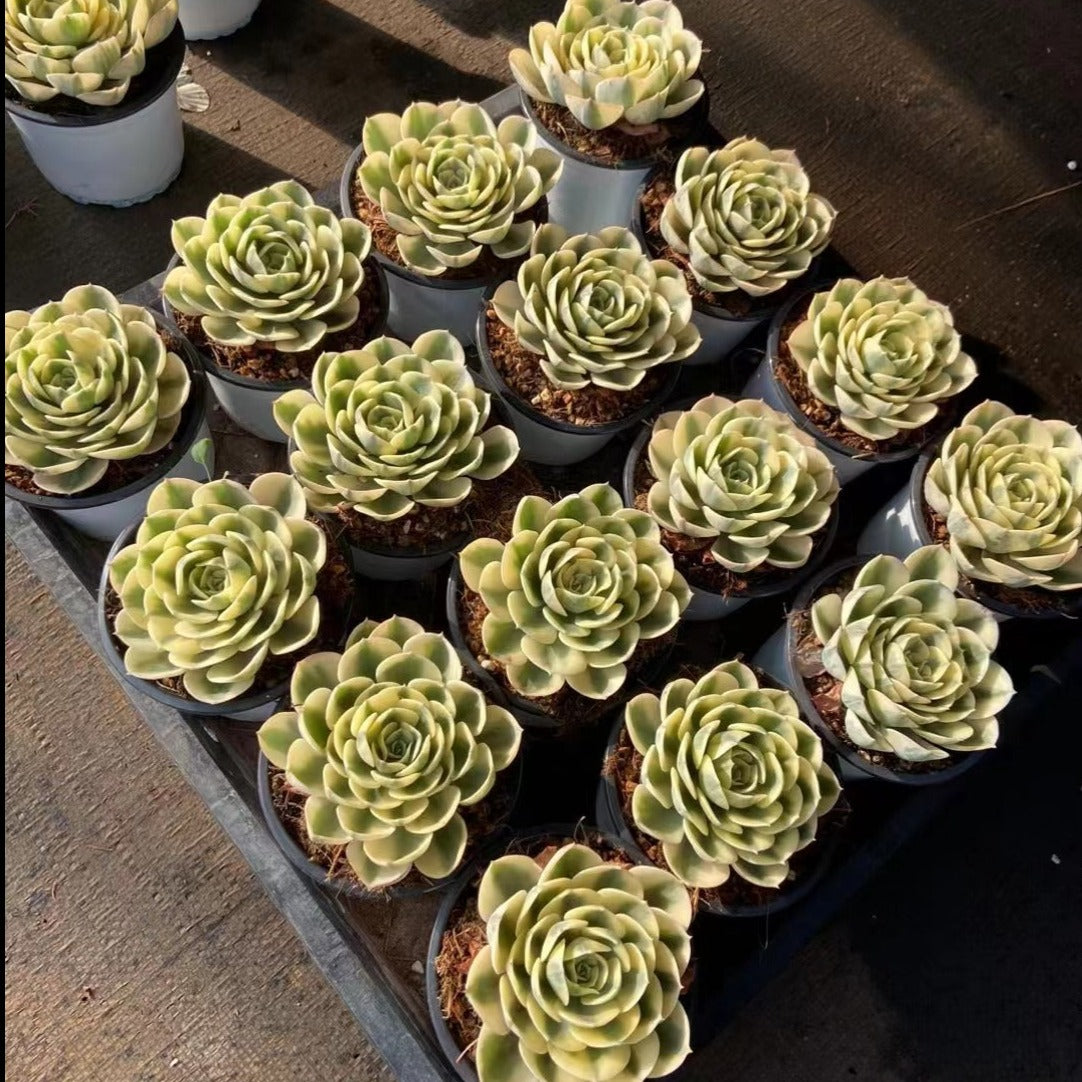 Echeveria Lenore Dean - Senyang Horticulture