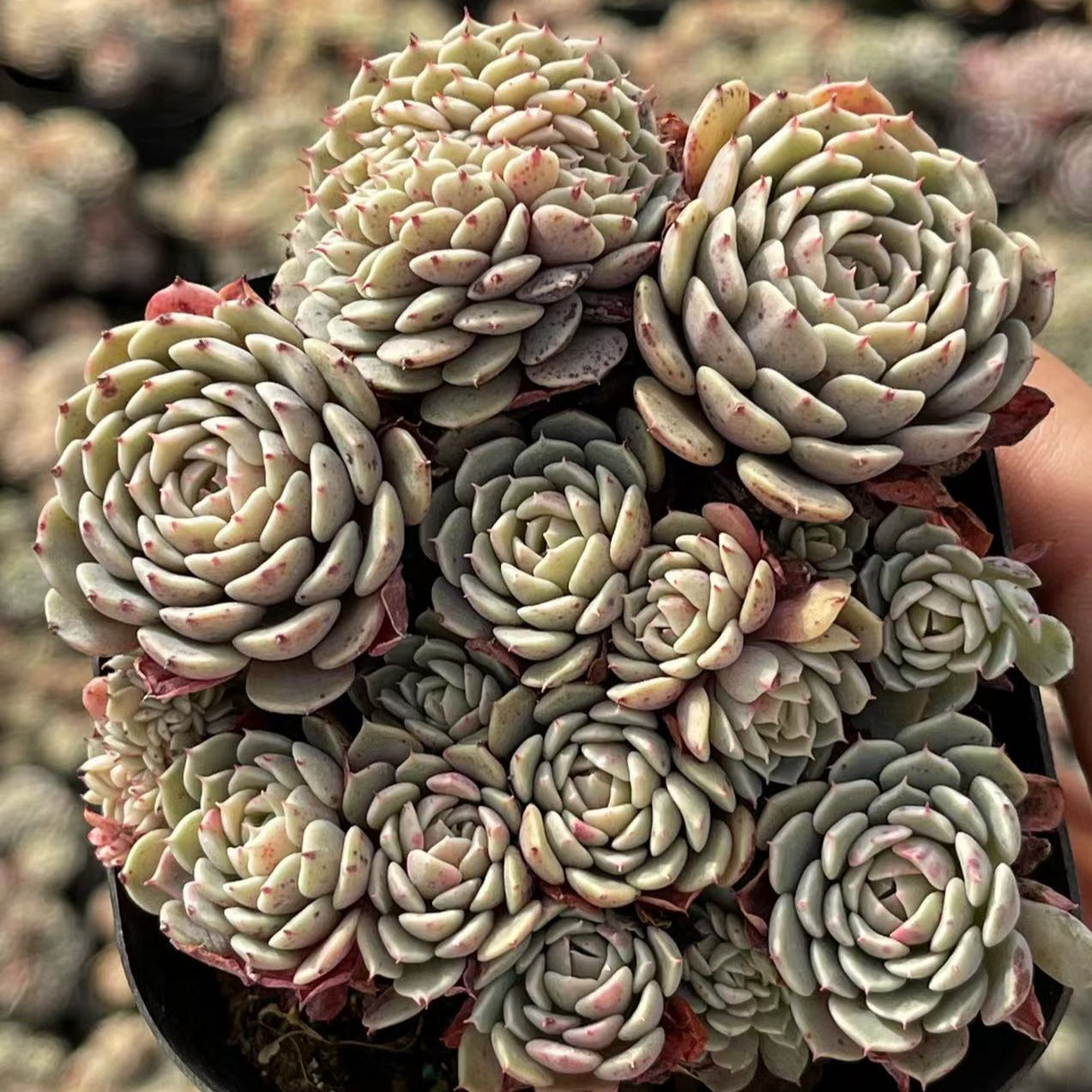 Echeveria sp. Pinwheel Cluster - Senyang Horticulture