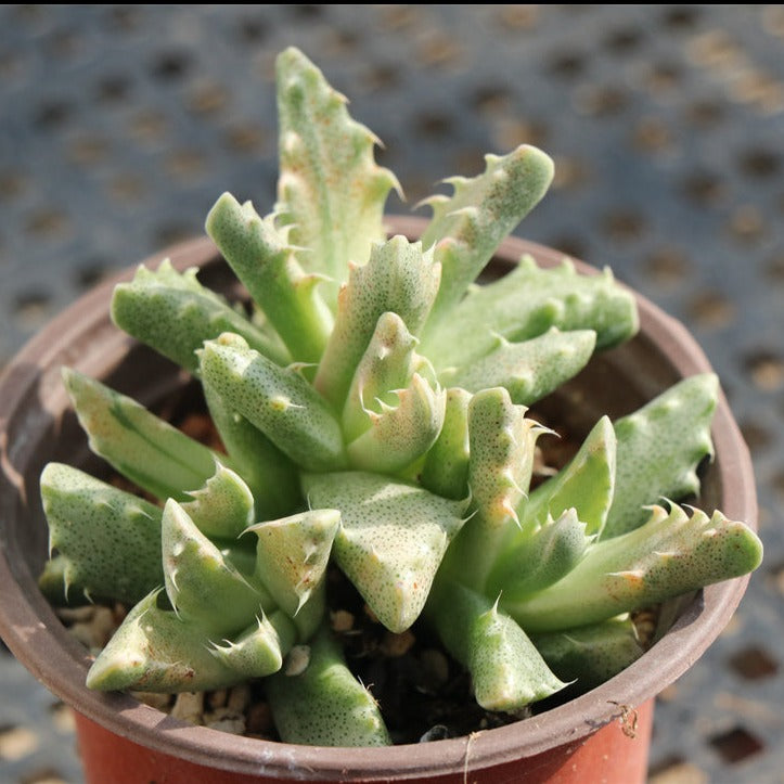 Crassula F.tuberculoa variegated pot size 9cm