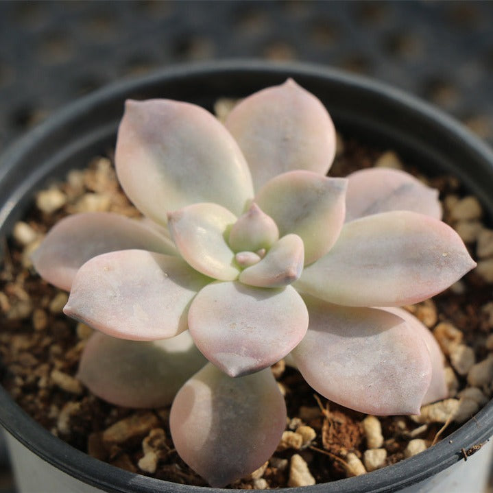 Graptopetalum superbum (Kimnach) Acev.-Rosas variegated
