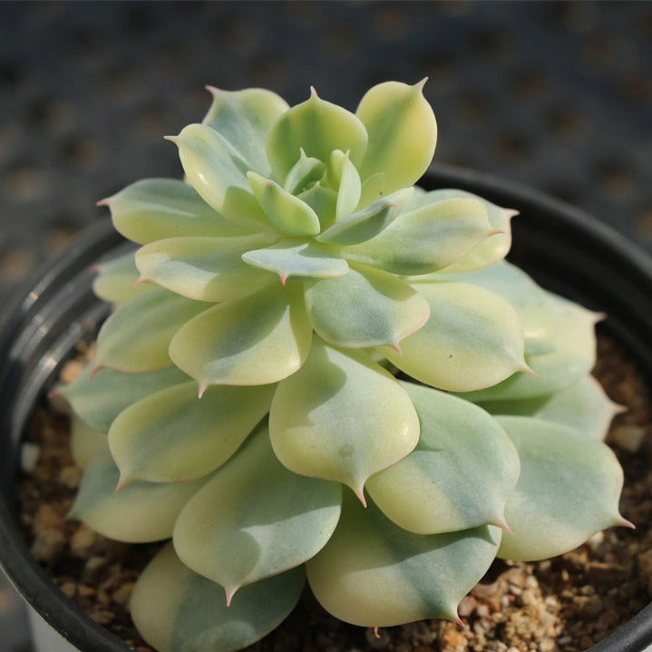 Echeveria Deresina variegated pot size 9cm