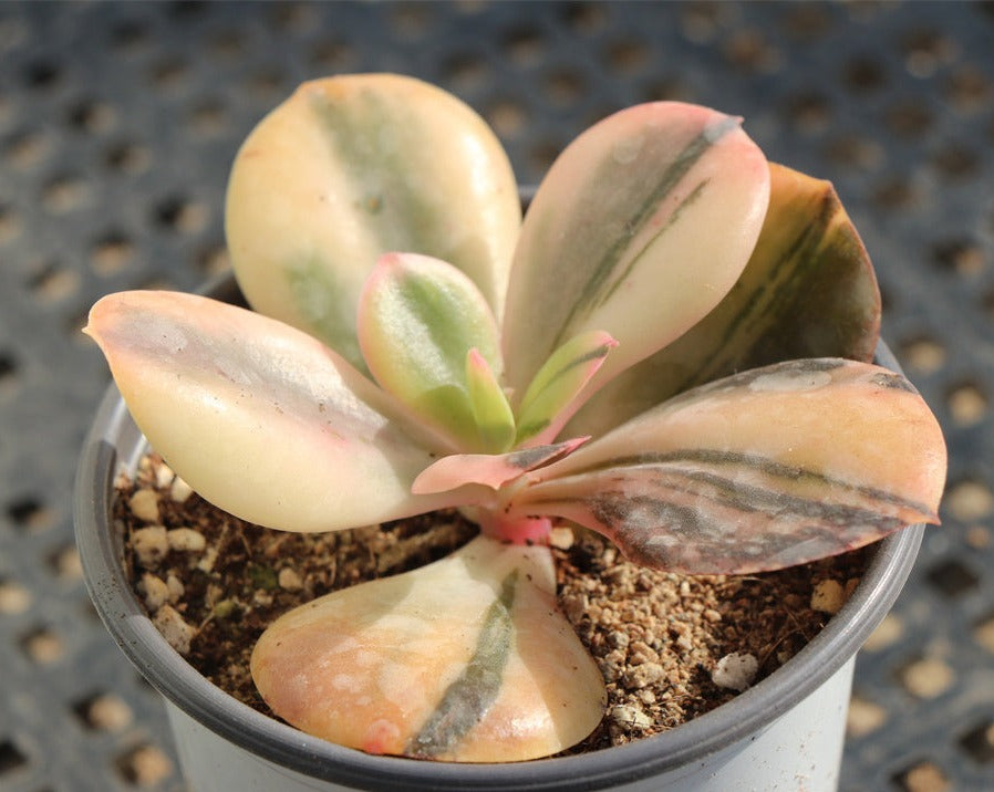 Echeveria Fasciculate variegated modona
