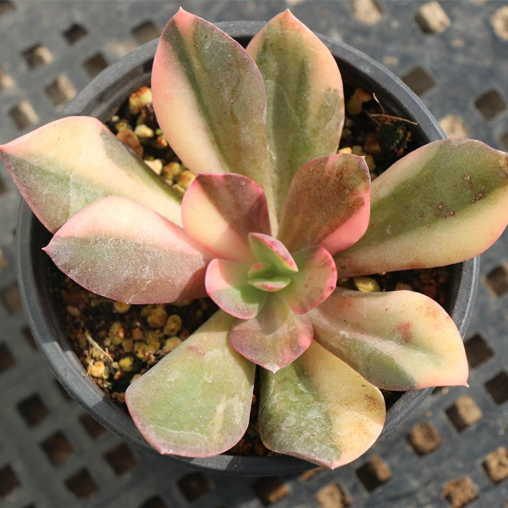hanaikada succulent Echeveria CV. Hanaikada variegated pot size 9cm – Senyang Horticulture