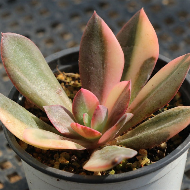 Echeveria CV. Hanaikada variegated pot size 9cm