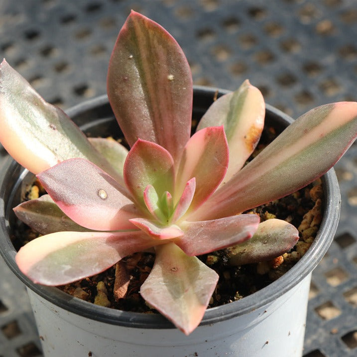 Echeveria CV. Hanaikada variegated pot size 9cm