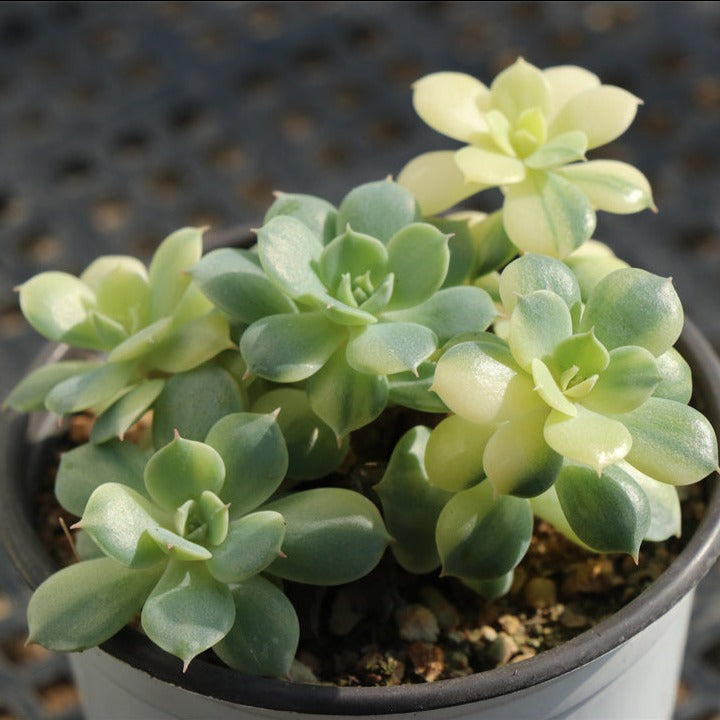 Echeveria Deresina variegated pot size 9cm