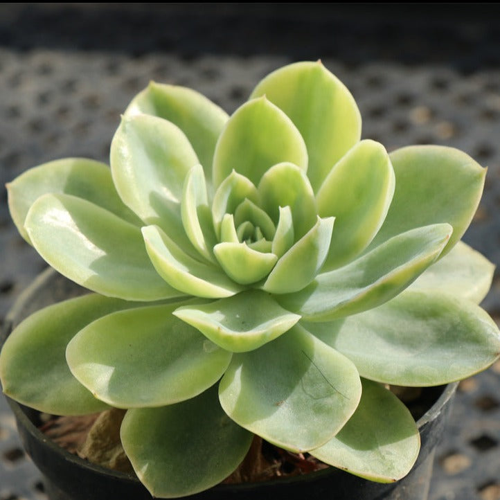 Echeveria 'Silk Veil‘ variegated pot size 12cm