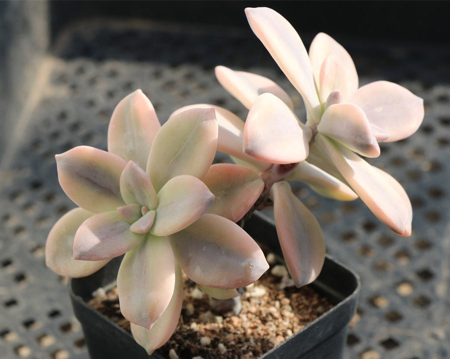 Graptopetalum Pentandrum 'Superbum' variegated