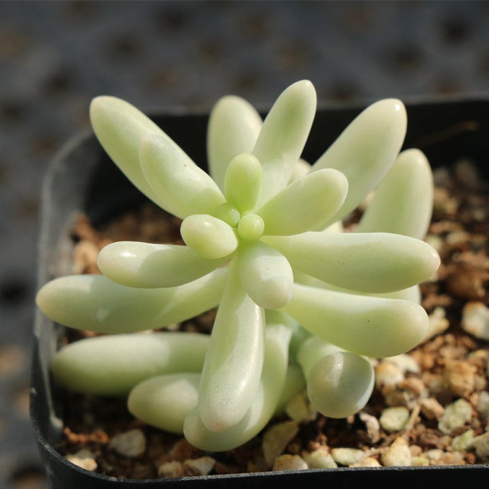 Sedum Pachyphyllum Rose variegated