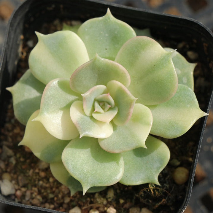 Echeveria 'Lola' variegated pot size 6.5cm