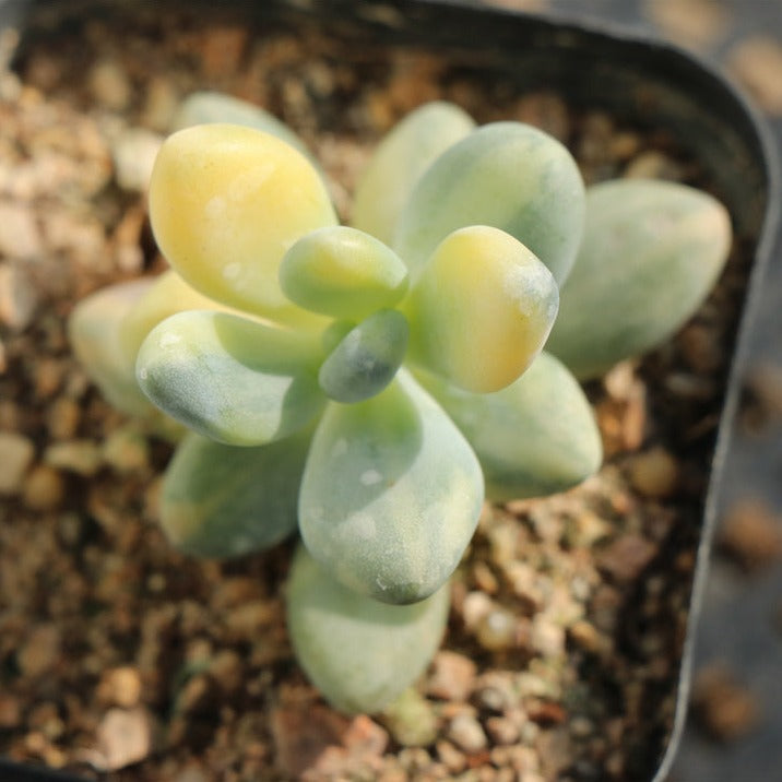 Pachyphytum Oviferum variegated pot size 6.5cm